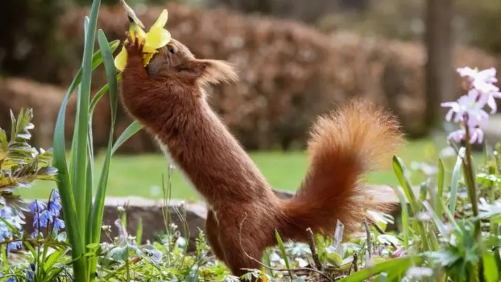 15 Natural Methods to Rid Your Yard of Squirrels