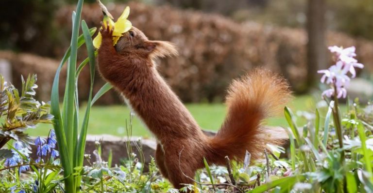 15 Natural Methods to Rid Your Yard of Squirrels