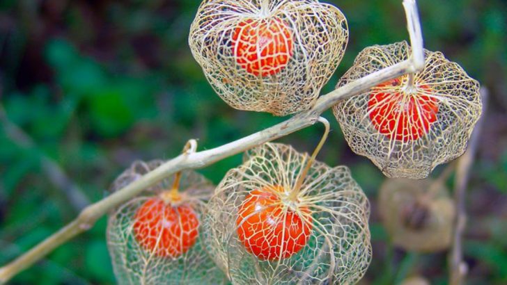 15 Noisy Plants That Rustle, Pop, or Hum in Your Yard