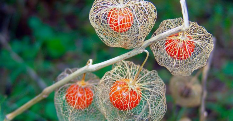 15 Noisy Plants That Rustle, Pop, or Hum in Your Yard