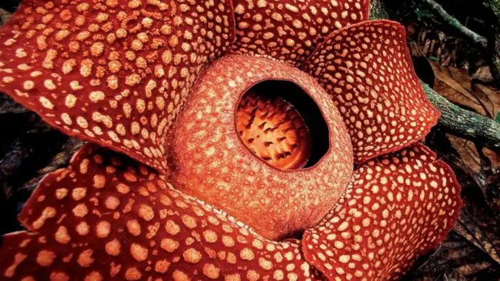 15 Plants That Have Outsmarted Evolution