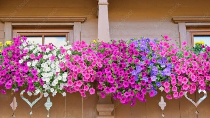 15 Plants to Turn Your Small Balcony into a Lush Garden