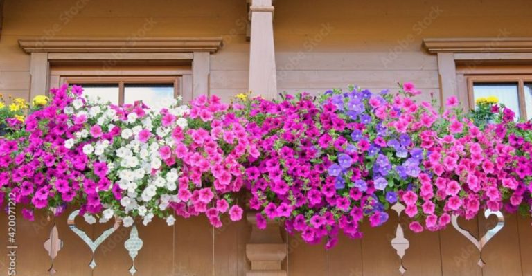 15 Plants to Turn Your Small Balcony into a Lush Garden