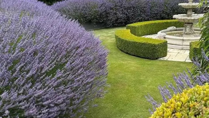 15 Reasons a Lavender Hedge Belongs in Your Garden (And How to Plant One)