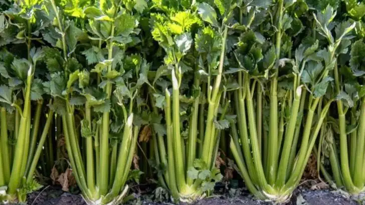 15 Reasons Your Celery Isn’t Growing Well and How to Fix It