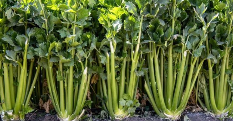 15 Reasons Your Celery Isn’t Growing Well and How to Fix It