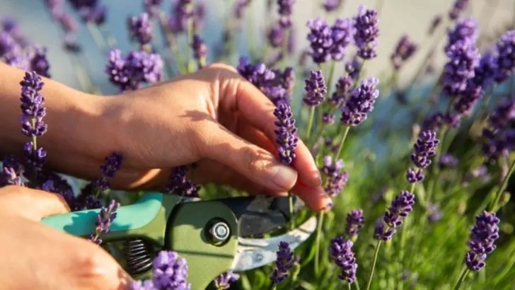 15 Seasonal Pruning Hacks for Gorgeous Lavender Plants All Year Long