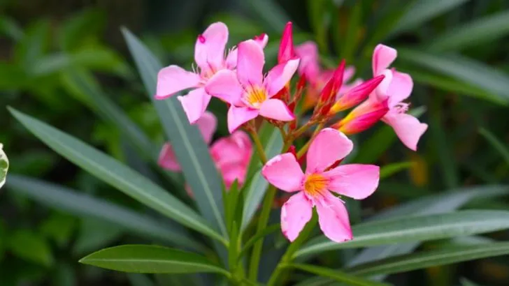 15 Secret Garden Plants You Didn’t Know Could Survive a Heatwave