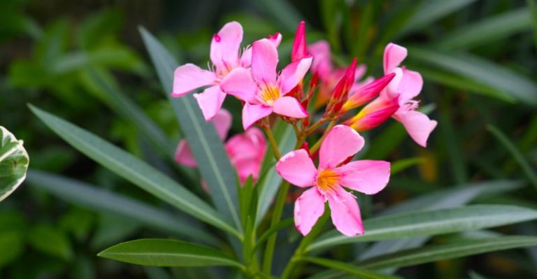 15 Secret Garden Plants You Didn’t Know Could Survive a Heatwave