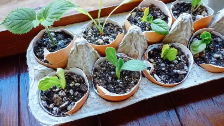 15 Secret Gardening Hacks Every Plant Lover Needs to Know