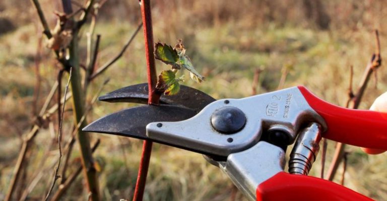 15 Simple Steps to Prune Your Blackberry Bushes at the Perfect Time