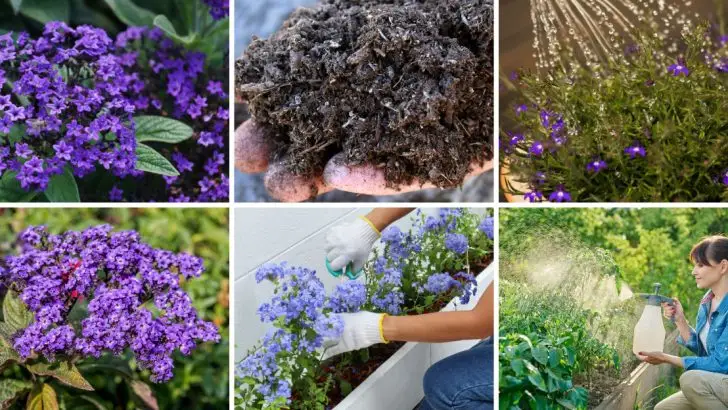 15 Tips for Growing Heliotropes That Will Fill Your Garden with Color