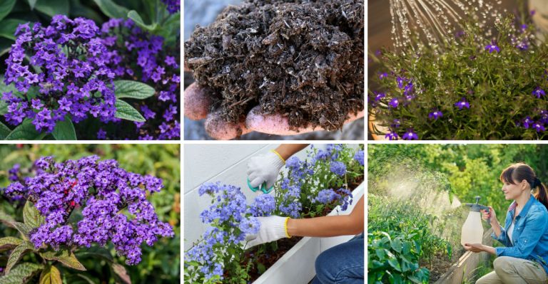 15 Tips for Growing Heliotropes That Will Fill Your Garden with Color