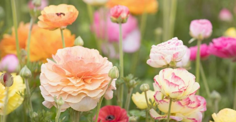15 Tips to Grow Ranunculus That Look Like They Came From a Flower Shop