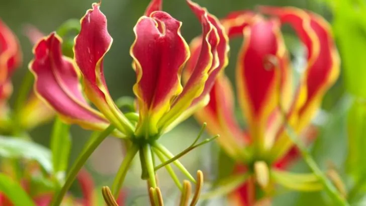 15 Unique Flowers to Add an Exotic Touch to Your Garden