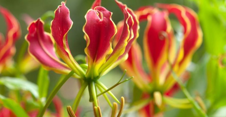 15 Unique Flowers to Add an Exotic Touch to Your Garden