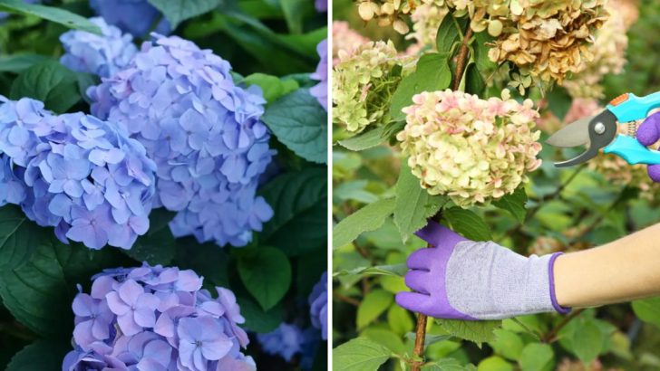 15 Ways to Get Bigger, Brighter Hydrangea Blooms in Your Spring Garden