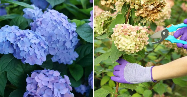 15 Ways to Get Bigger, Brighter Hydrangea Blooms in Your Spring Garden