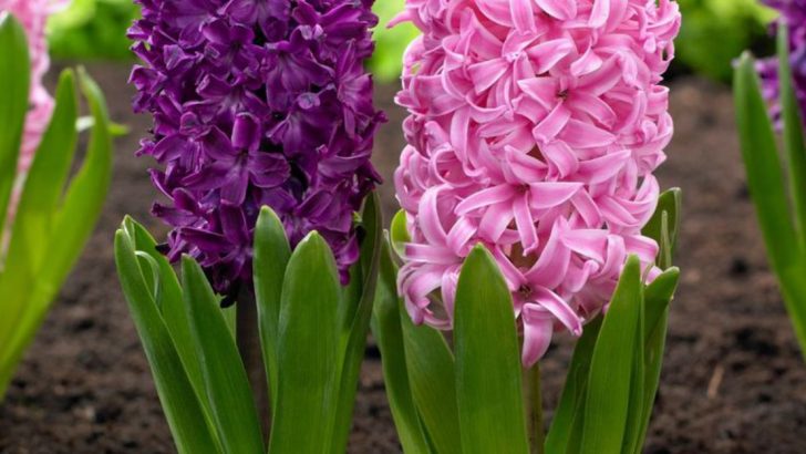 15 Ways to Make Your Garden Smell Amazing All Year Long