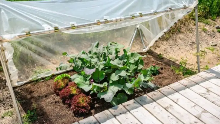 15 Ways to Save Plants from the Midwest’s Temperature Swings