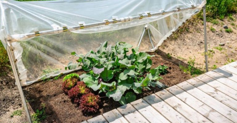 15 Ways to Save Plants from the Midwest’s Temperature Swings