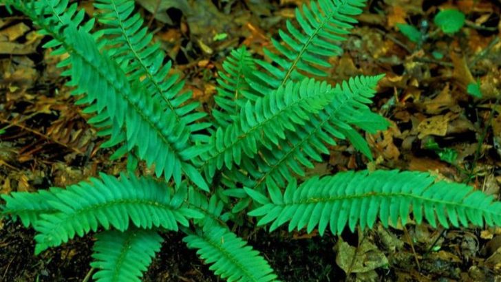 16 Beautiful Ferns That Add Lush Greenery to Any Garden