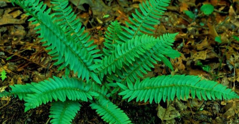 16 Beautiful Ferns That Add Lush Greenery to Any Garden