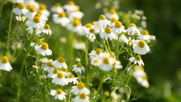 16 Best Plants to Grow for DIY Natural Beauty Products