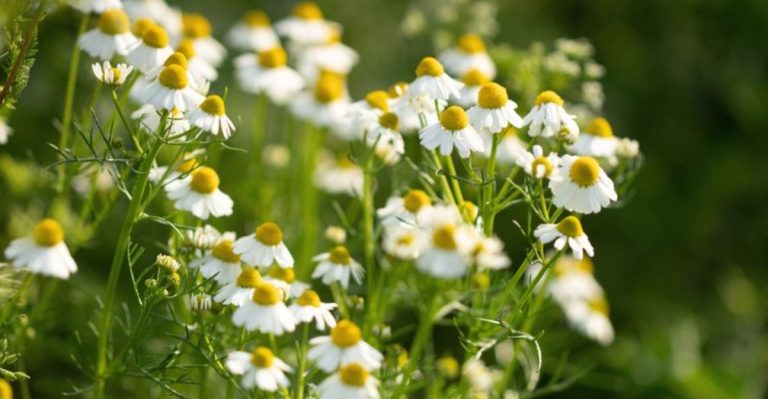 16 Best Plants to Grow for DIY Natural Beauty Products