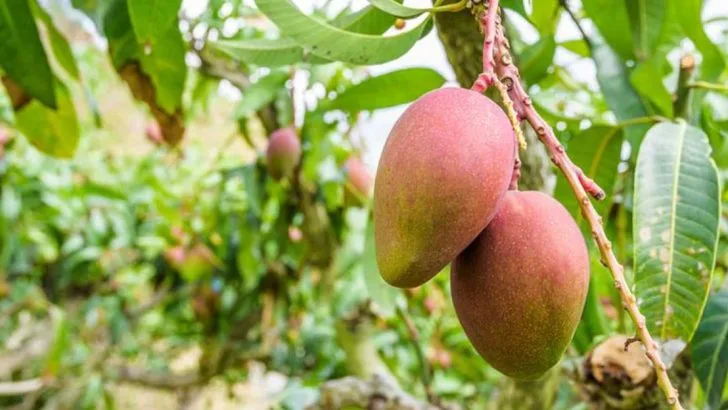 16 Best Practices for Growing Mango Trees in Containers