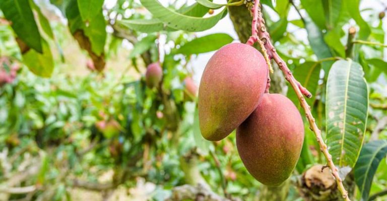 16 Best Practices for Growing Mango Trees in Containers