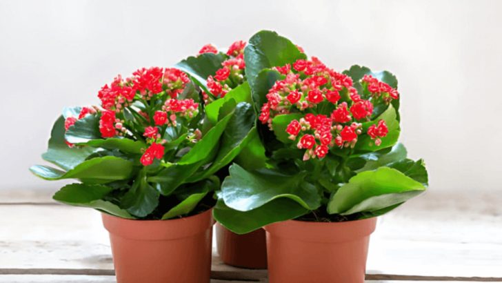 16 Care Tips for Kalanchoe Blossfeldiana That Guarantee More Blooms