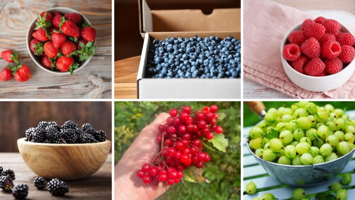 16 Delicious Berry Varieties to Grow This Year