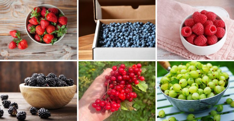 16 Delicious Berry Varieties to Grow This Year
