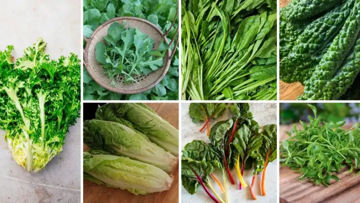 16 Delicious Salad Greens That Balance Gut Health, Lower Blood Pressure, and Boost Immunity