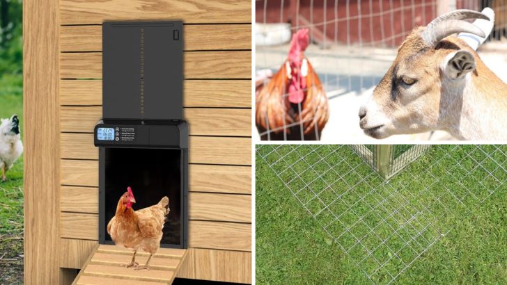 16 Essential Steps to Predator-Proof Your Chicken Coop and Run