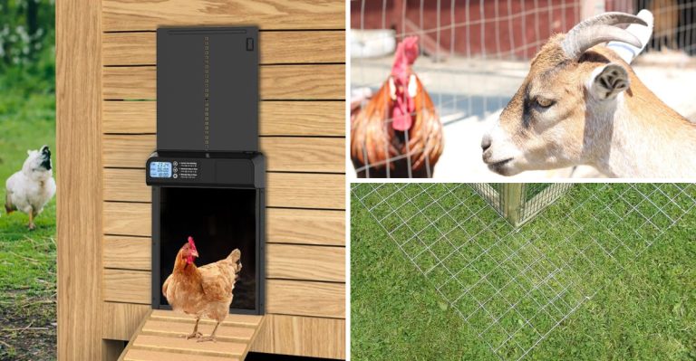 essential-steps-to-predator-proof-your-chicken-coop-and-run