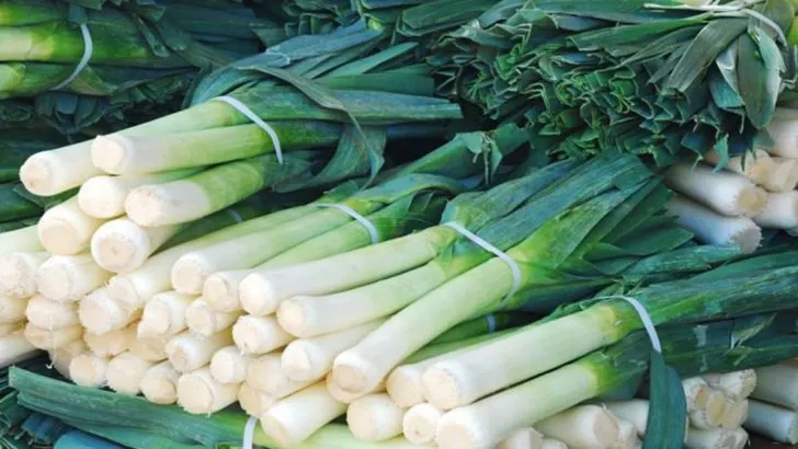 16 Essential Tips for Growing Leeks That Are Strong and Flavorful