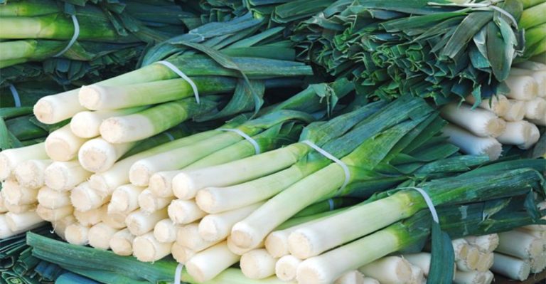 16 Essential Tips for Growing Leeks That Are Strong and Flavorful