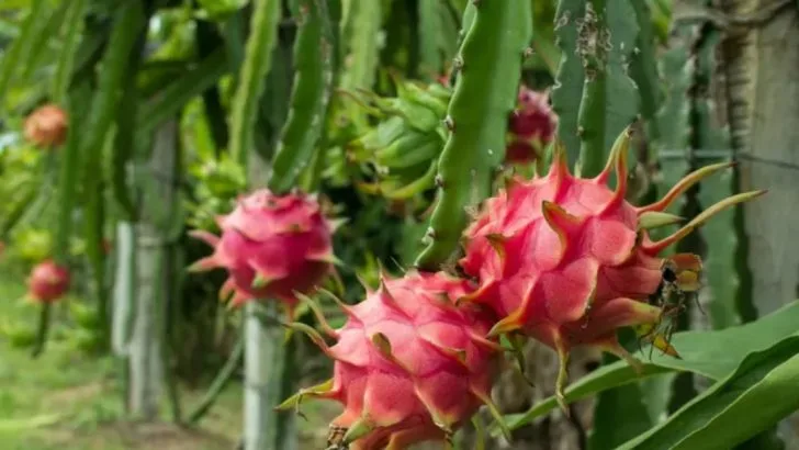 16 Expert-Approved Dragon Fruit Care Tips for Huge Harvests