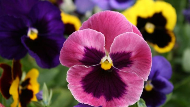 16 Flowers That Can Change Color Based on Soil pH