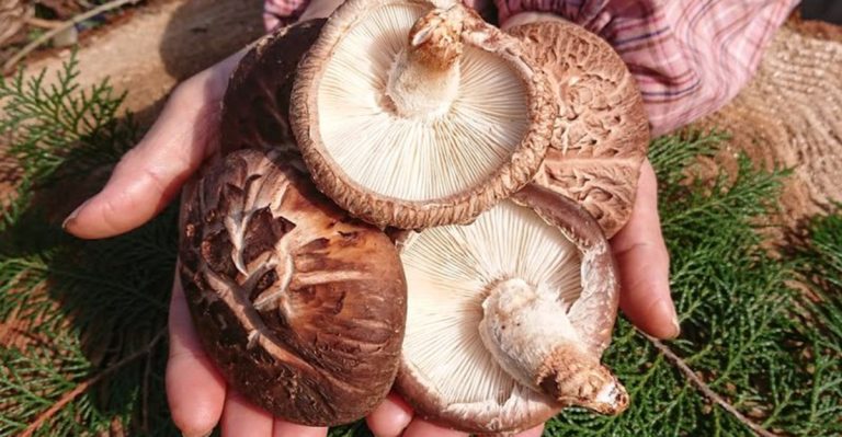 16 Fungi That Gardeners Are Now Growing Intentionally (And Why)