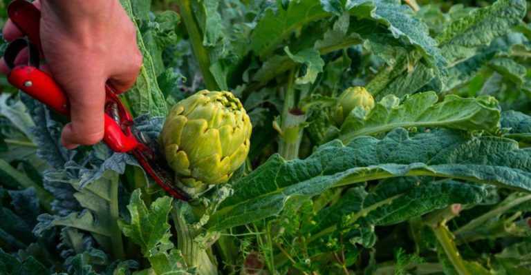 16 Little-Known Secrets for Growing the Best Artichokes