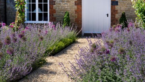 16 Must-Know Secrets for Growing a Stunning Lavender Tree - Plantisima