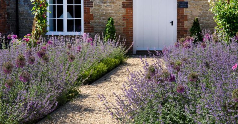 16 Must-Know Secrets for Growing a Stunning Lavender Tree