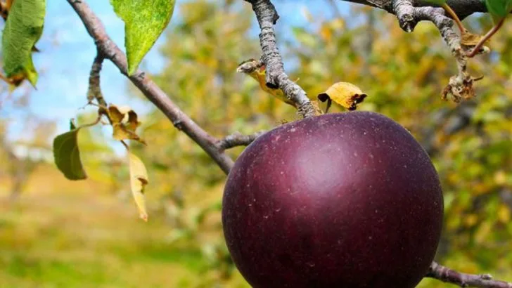 16 Must-Know Tips for Growing Perfect Black Diamond Apples in Your Garden