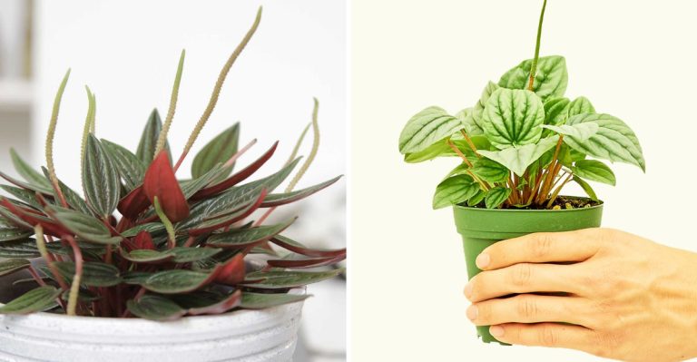16 Peperomia Care Secrets Every Plant Lover Should Know