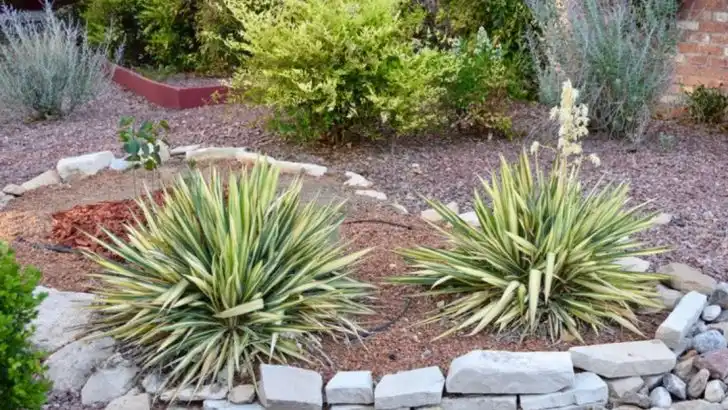 16 Plant Varieties That Will Thrive in Your Xeriscape Garden