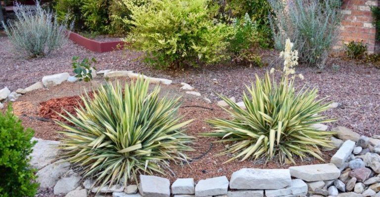 16 Plant Varieties That Will Thrive in Your Xeriscape Garden