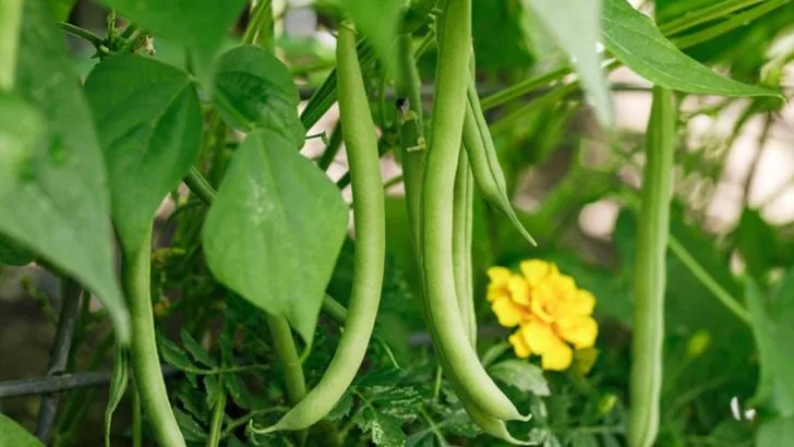 16 Plants Struggle When Grown Next to Garlic